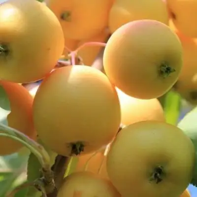 Яблоня УРАЛЬСКОЕ НАЛИВНОЕ в Солигорске