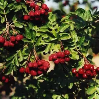 Рябина РУБИНОВАЯ сладкоплодная в Солигорске