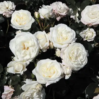 Роза АЛАБАСТЕР флорибунда в Солигорске