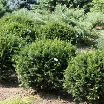 Тис НАНА остроконечный  в Солигорске