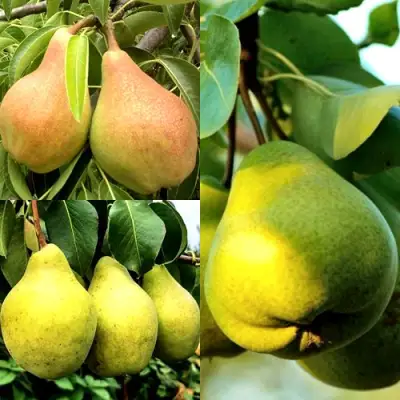 Комплект НАСТОЯЩИЙ ВОСТОРГ в Солигорске