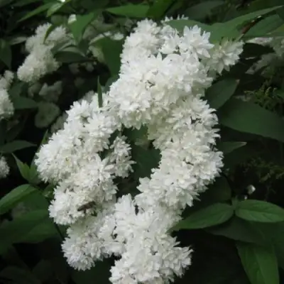 Дейция КАНДИДИССИМА шершавая в Солигорске