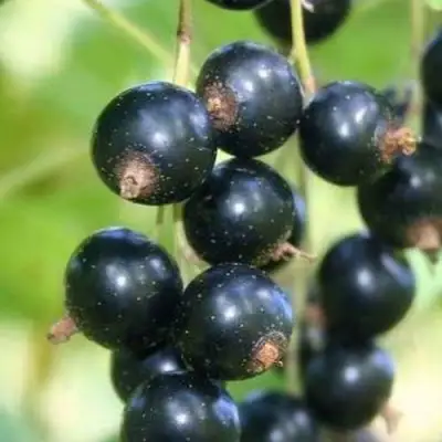 Смородина черная СТРЕЛЕЦ в Солигорске