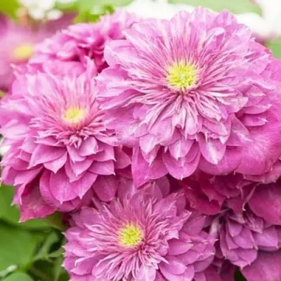 Клематис КАЙЗЕР в Солигорске