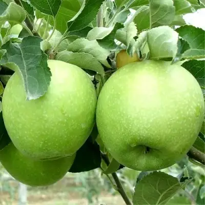 Яблоня РЕНЕТ СИМИРЕНКО в Солигорске