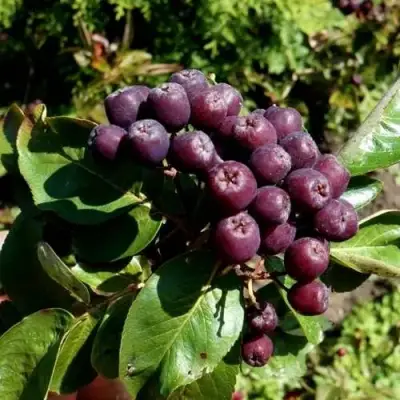 Рябина ЛИКЁРНАЯ сладкоплодная в Солигорске