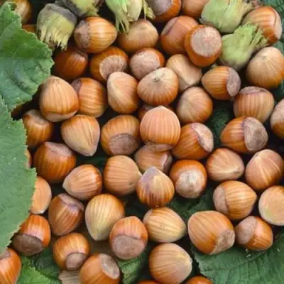 Фундук ТОНДА РОМАНА в Солигорске