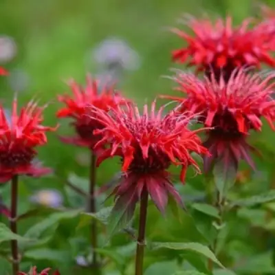 Монарда ПАНОРАМА РЕД в Солигорске