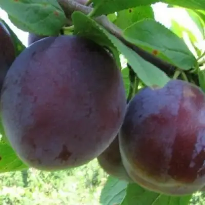 Слива СТАРТОВАЯ в Солигорске