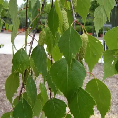 Береза ФАСЦИНЕЙШЕН белая  в Солигорске