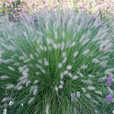 Пеннисетум ХАМЕЛН в Солигорске