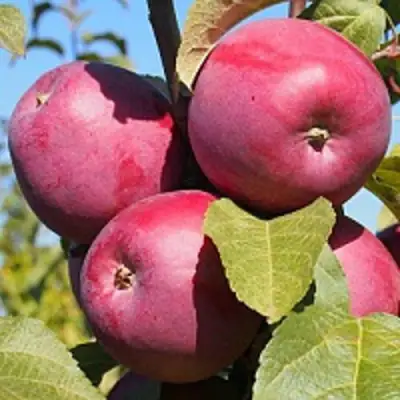 Яблоня ЗОРКА в Солигорске