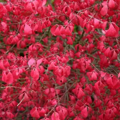 Бересклет КОМПАКТУС  в Солигорске