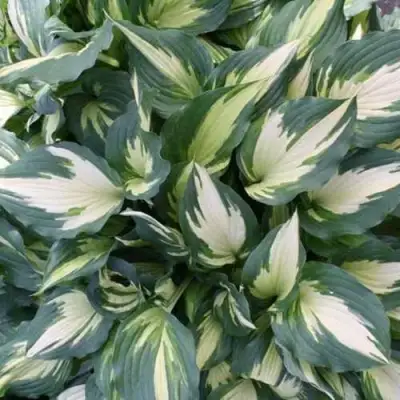 Хоста КРИСМАС КЭНДИ гибридная в Солигорске