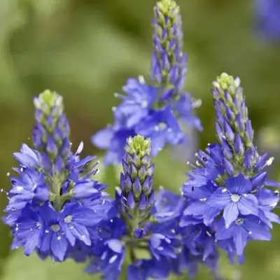 Вероника австрийская в Солигорске