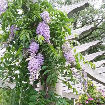 Глициния макростахия БЛЮ МУН в Солигорске