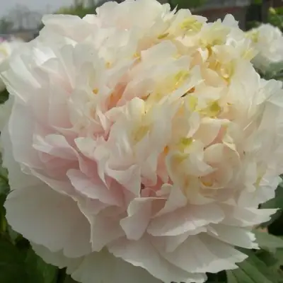 Пион ЗОЛОТОЙ ИЗУМРУД древовидный в Солигорске