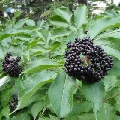 Бузина черная КЛАДЗЕЗЬ в Солигорске