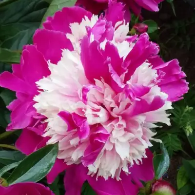 Пион КАПЛЯ РОСЫ травянистый в Солигорске