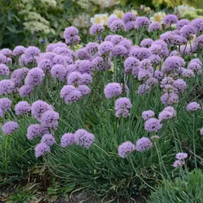 Лук ЛИЗА БЛЮ стареющий в Солигорске