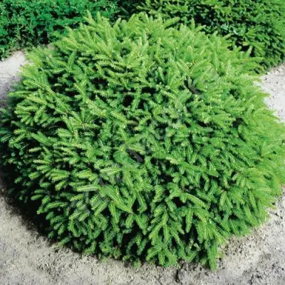 Ель НИДИФОРМИС обыкновенная в Солигорске