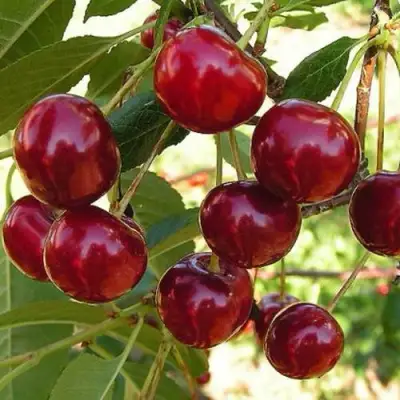 Черешня СЮБАРОВСКАЯ в Солигорске