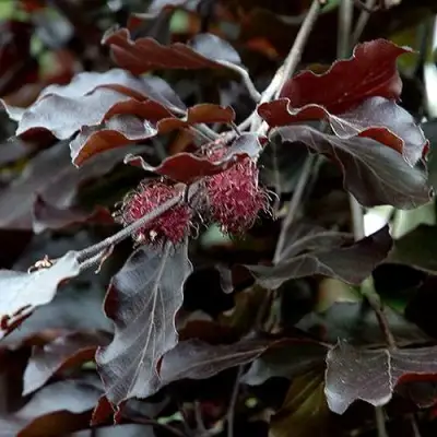 Бук лесной АТРОПУНИЦЕА в Солигорске