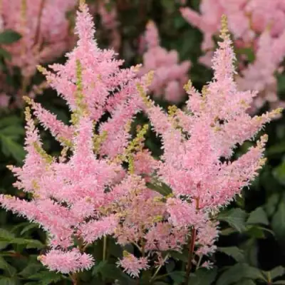 Астильба ЮНИК САЛМОН гибридная в Солигорске