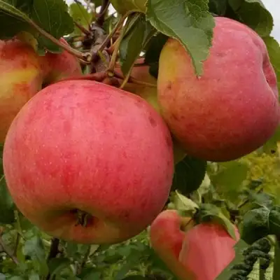 Яблоня БОЛОТОВСКОЕ в Солигорске