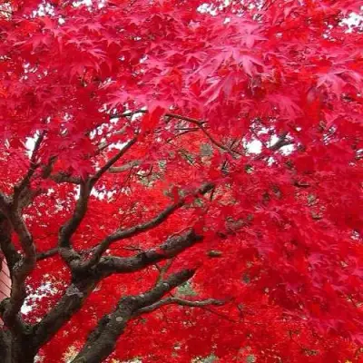 Клен гиннала  в Солигорске