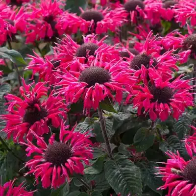 Монарда БИ МЭРИ гибридная в Солигорске