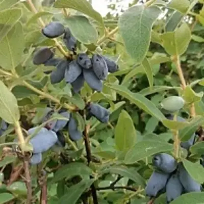 Жимолость съедобная НИМФА (ГАММА) в Солигорске