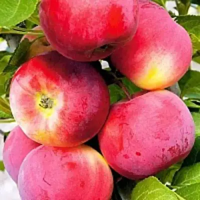 Яблоня СЕРЕБРЯНОЕ КОПЫТЦЕ в Солигорске