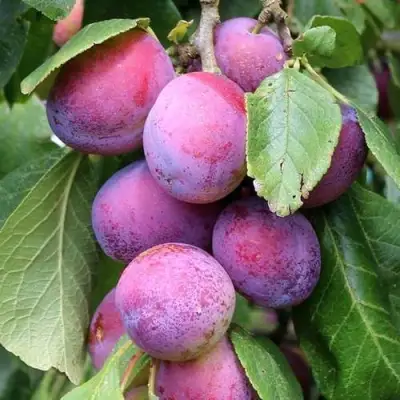 Слива БЛЮ СВИТ колонновидная в Солигорске