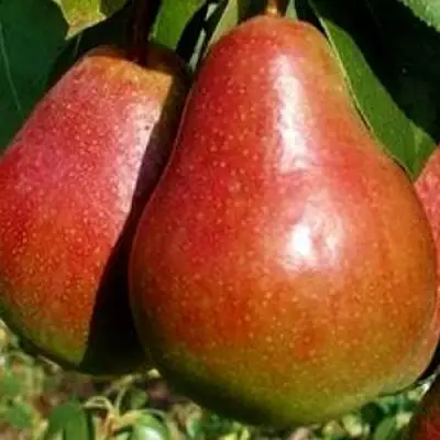 Груша ГЕРА в Солигорске