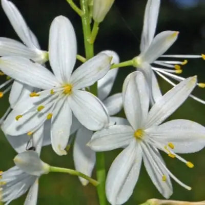 Венечник ветвистый в Солигорске