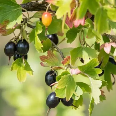 Смородина золотистая БЛЭЙКСТ в Солигорске