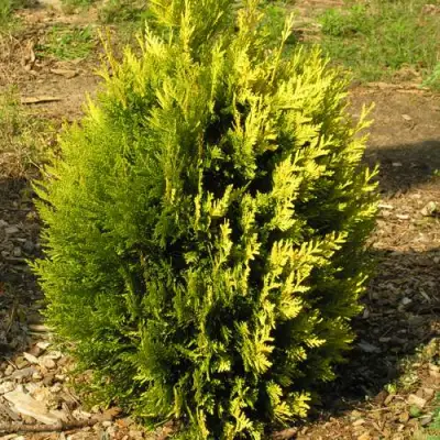 Туя КОППЕР ГОЛД западная в Солигорске