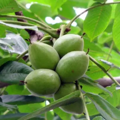 Орех маньчжурский МИЧУРИНЕЦ в Солигорске