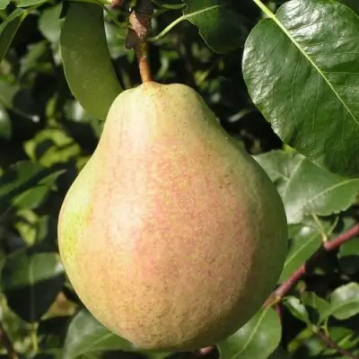 Груша ЛИРА в Солигорске