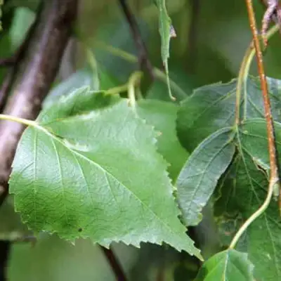 Береза ПОВИСЛАЯ в Солигорске