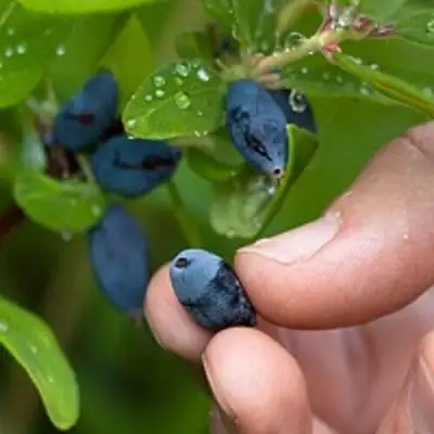 Жимолость съедобная АМФОРА в Солигорске