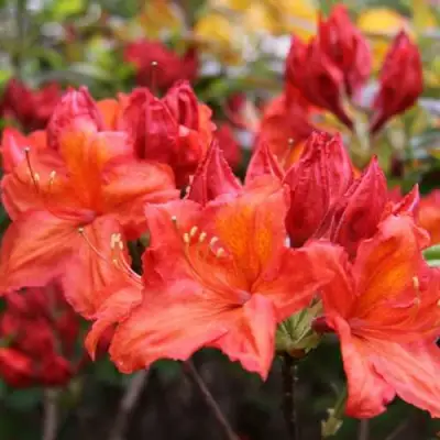 Азалия ЛИЛИНШТЕЙН японская в Солигорске