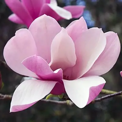 Магнолия РИККИ в Солигорске