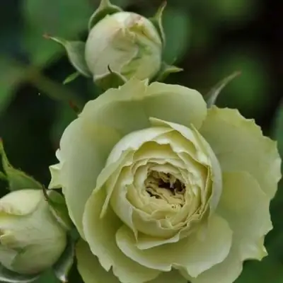 Роза ГРИН ДАЙМОНД миниатюрная в Солигорске