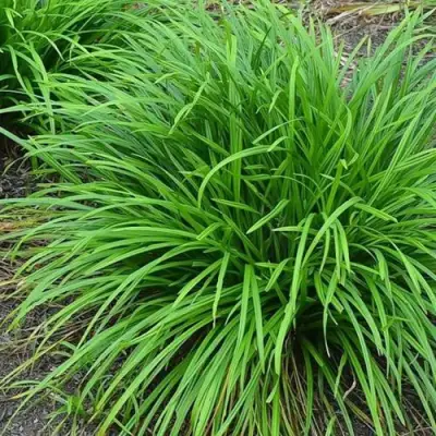 Осока АЙРИШ ГРИН в Солигорске