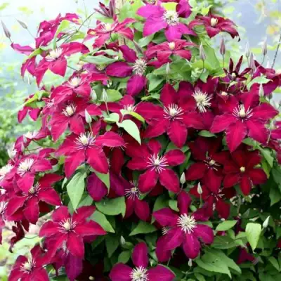 Клематис МАЗОВШЕ в Солигорске