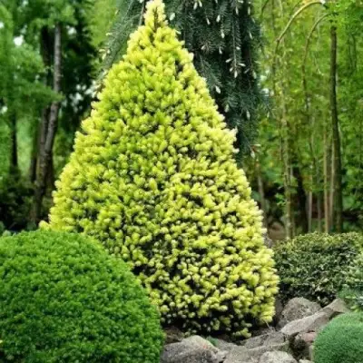 Ель РЕЙНБОУЗ ЭНД сизая в Солигорске