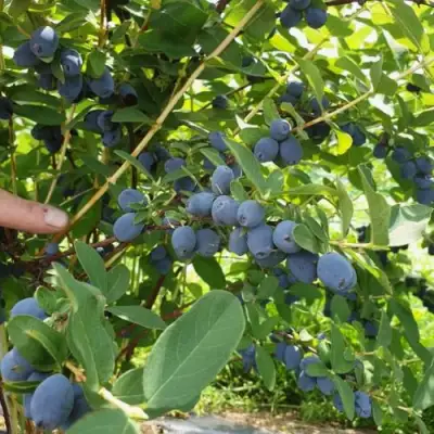 Жимолость съедобная КЛУБНИЧНАЯ СЕНСАЦИЯ в Солигорске