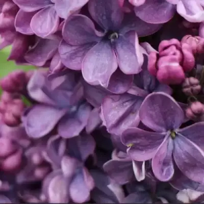 Сирень ВИОЛЕТТА в Солигорске